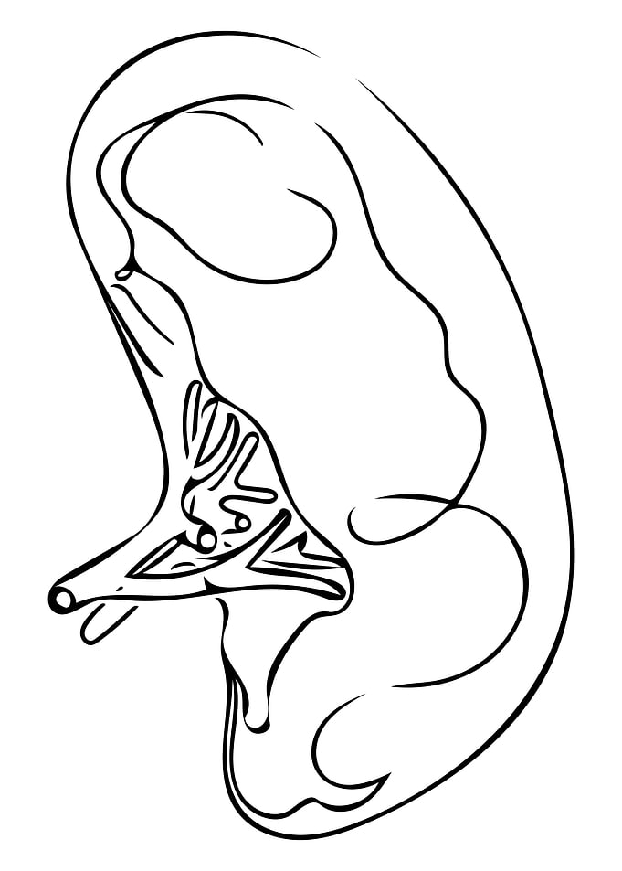 Pancreas Line Art Minimal