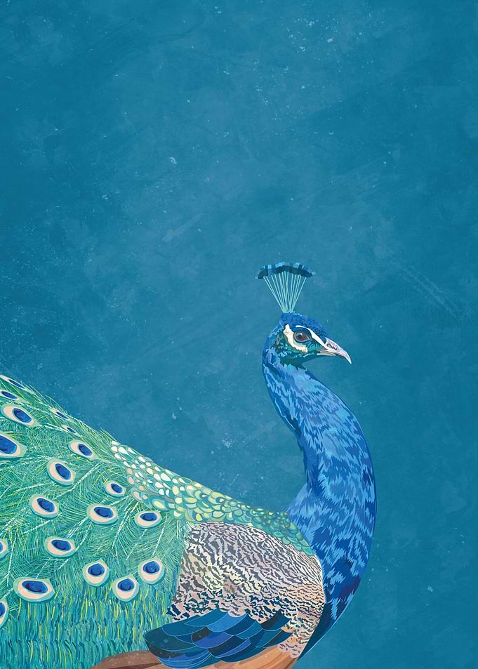 Perfect peacock