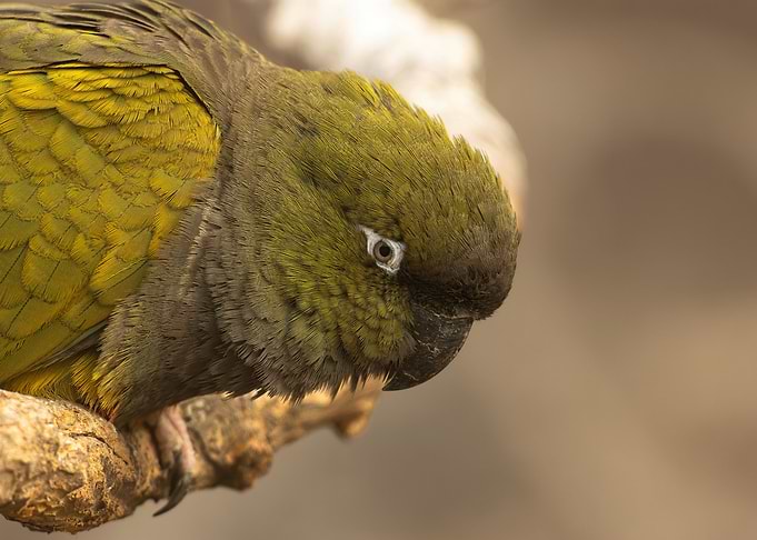 Parrot