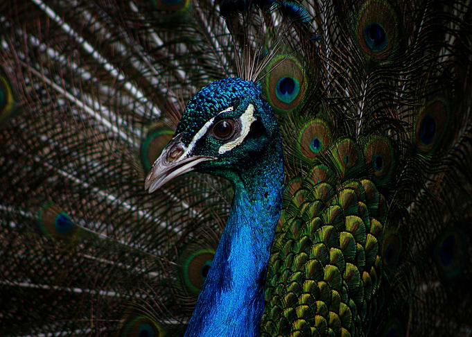 Peacock