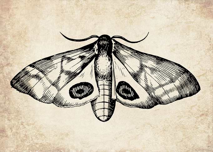 Vintage moth