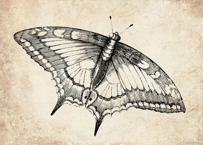Vintage butterfly