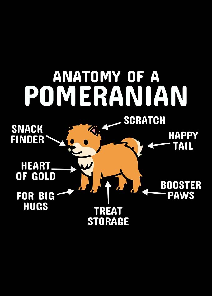 Anatomy Of A Pomeranian