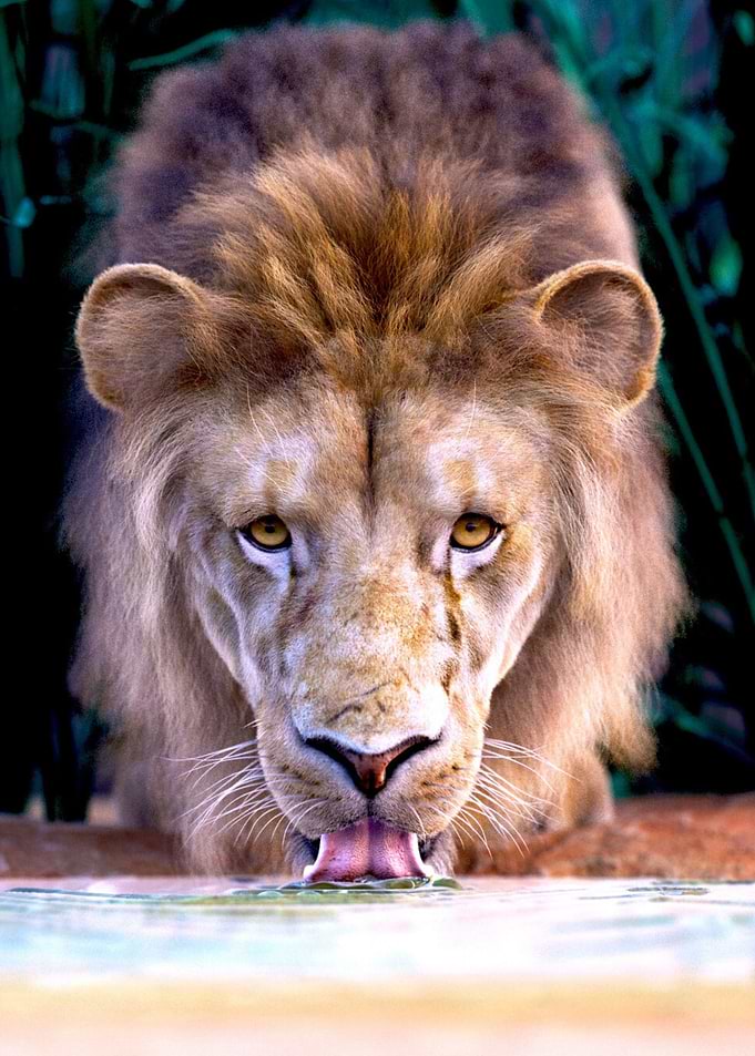 Lion