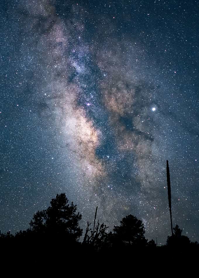 forest starry night sky