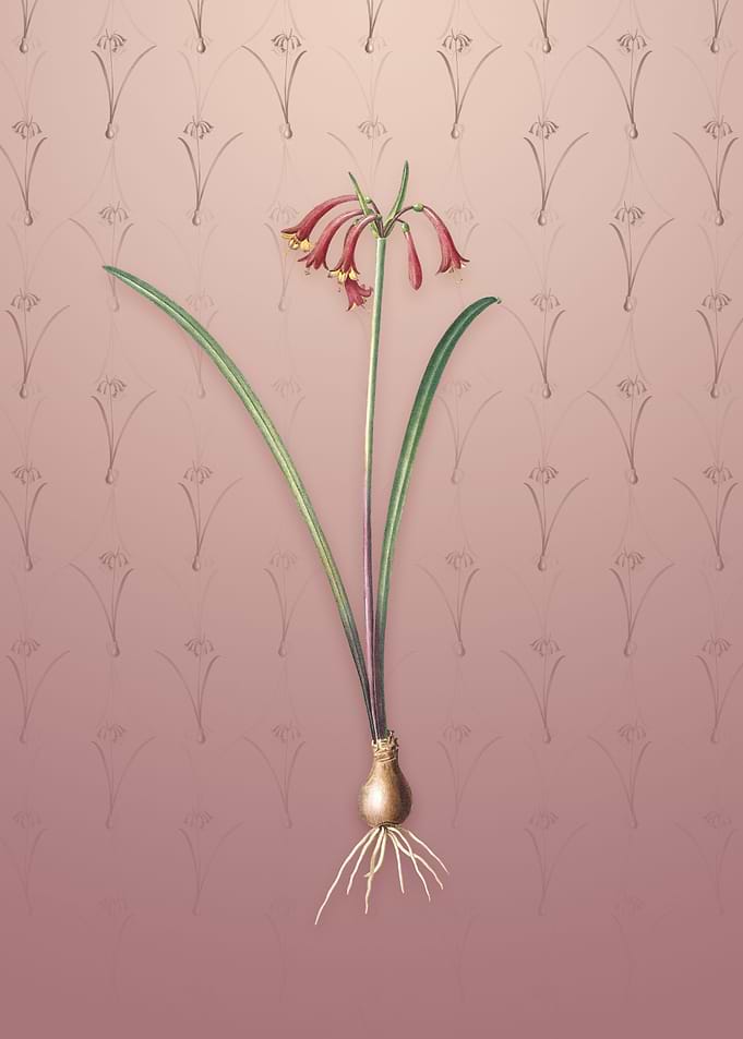 Brandlelie on Dusty Pink