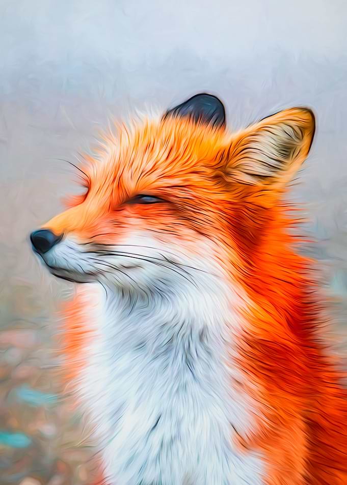 The Fox