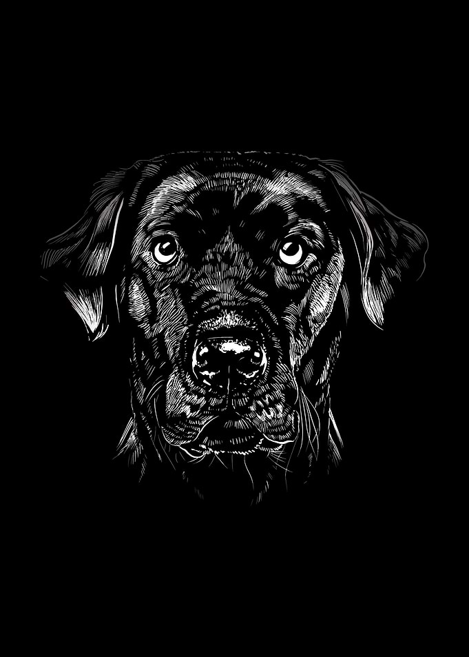 Dog Dog Dog Lovers Dog