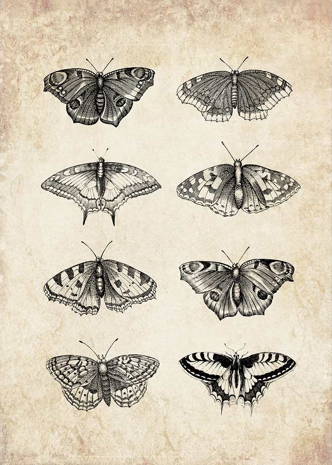 Vintage butterflies