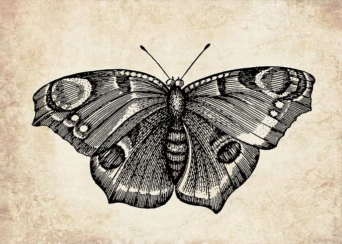 Vintage butterfly