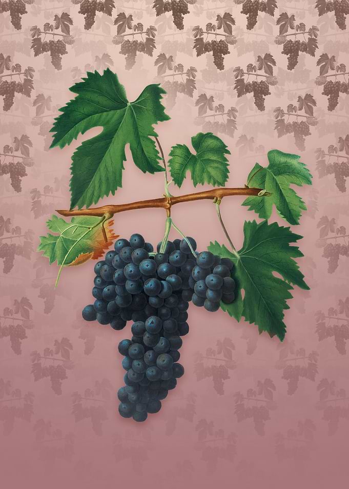 Vintage Lacrima Grapes
