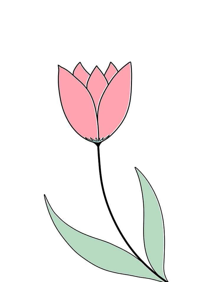 Tulip