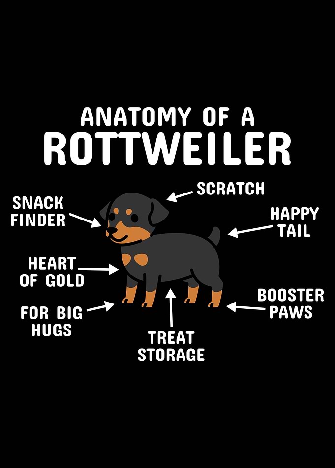Anatomy Of A Rottweiler