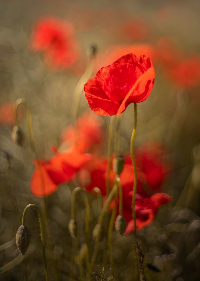 Red field poppy in meadow