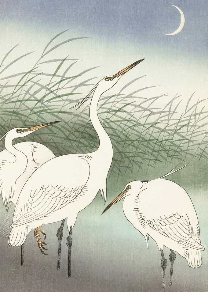 Herons in shallow water