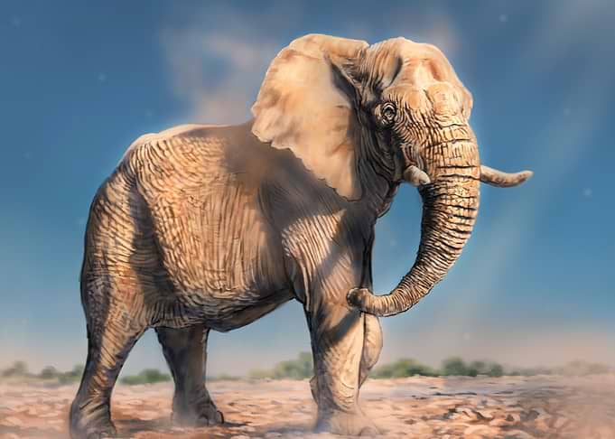 African Elephant