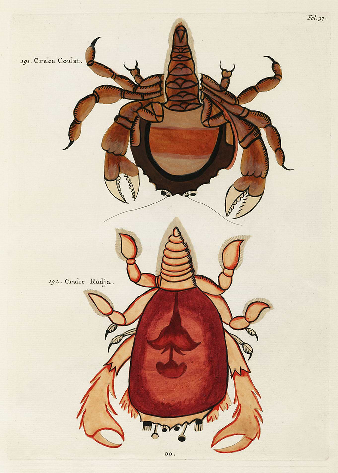 Crabs found in Moluccas