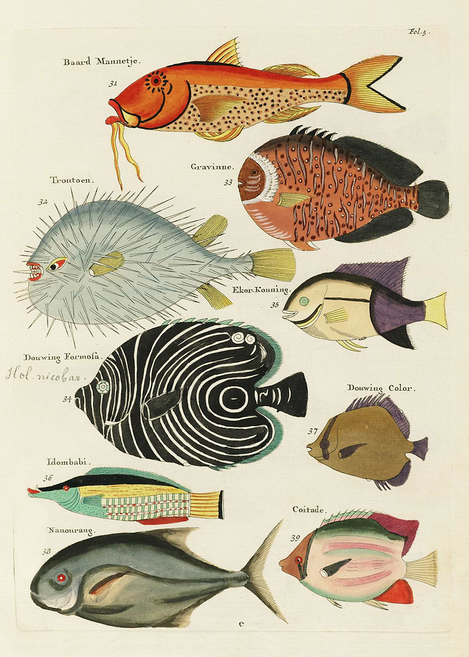 Whimsical Fish and Marine