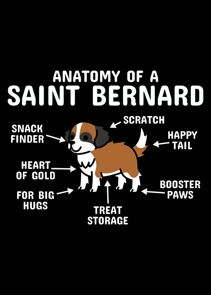 Anatomy Of A Saint Bernard