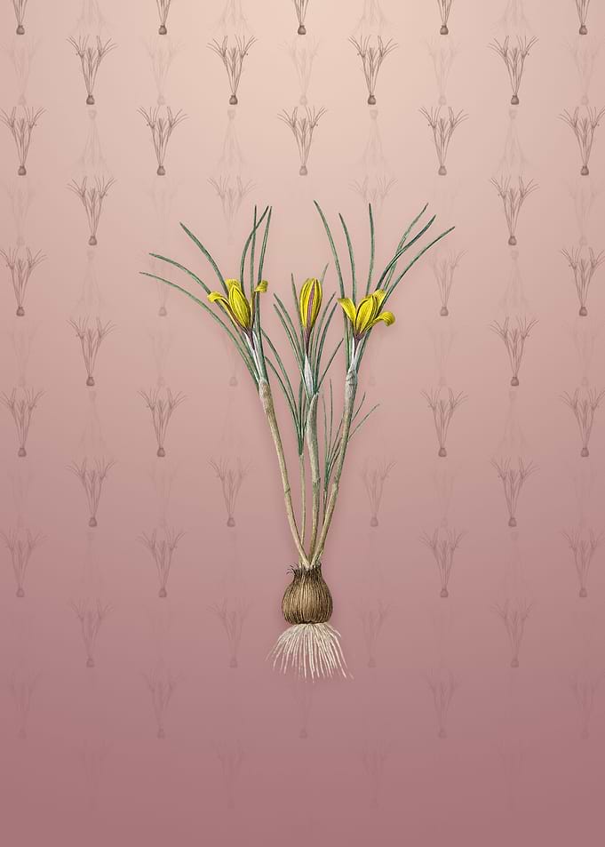 Cloth of Gold Crocus