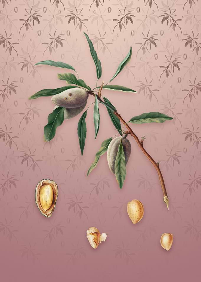 Almond on Dusty Pink