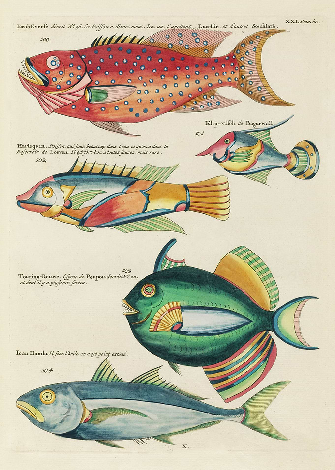 Colorful and Surreal Fish