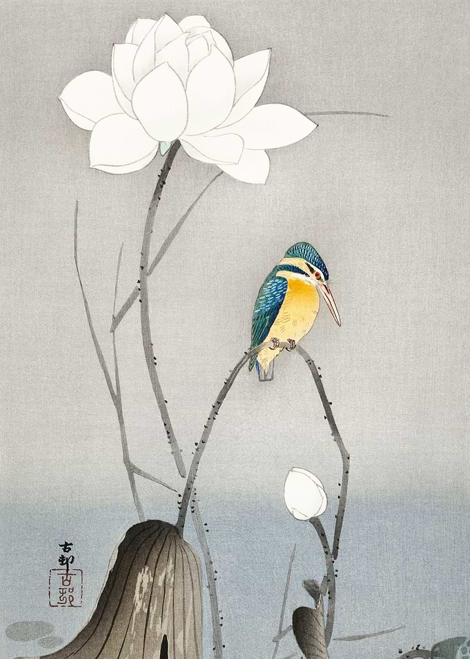 Kingfisher with Lotus