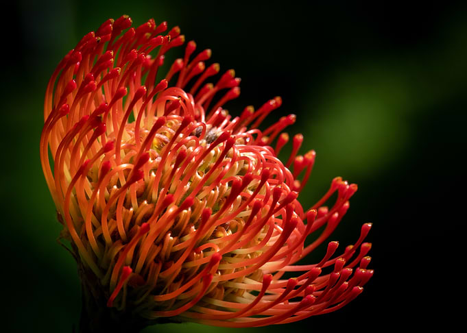 The Pincushion