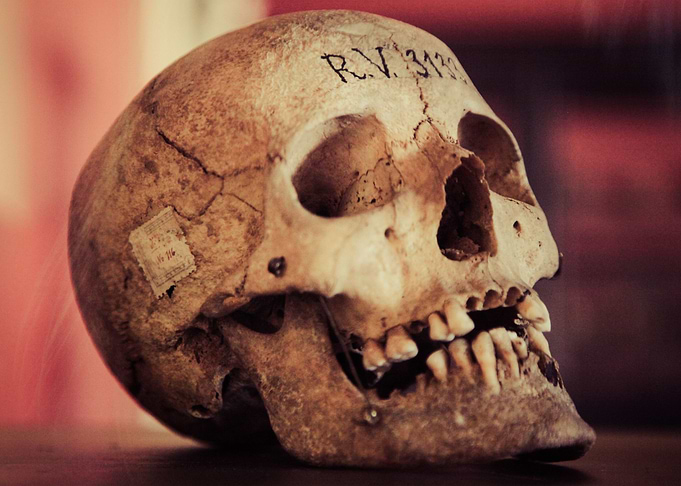 Skull
