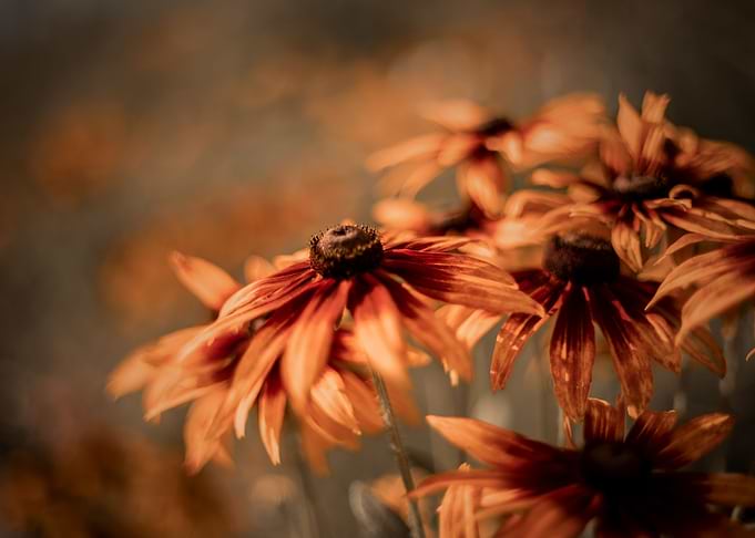 Rudbeckia bouquet, macro