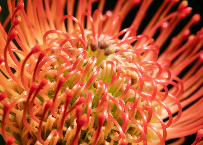 Pincushion Flower