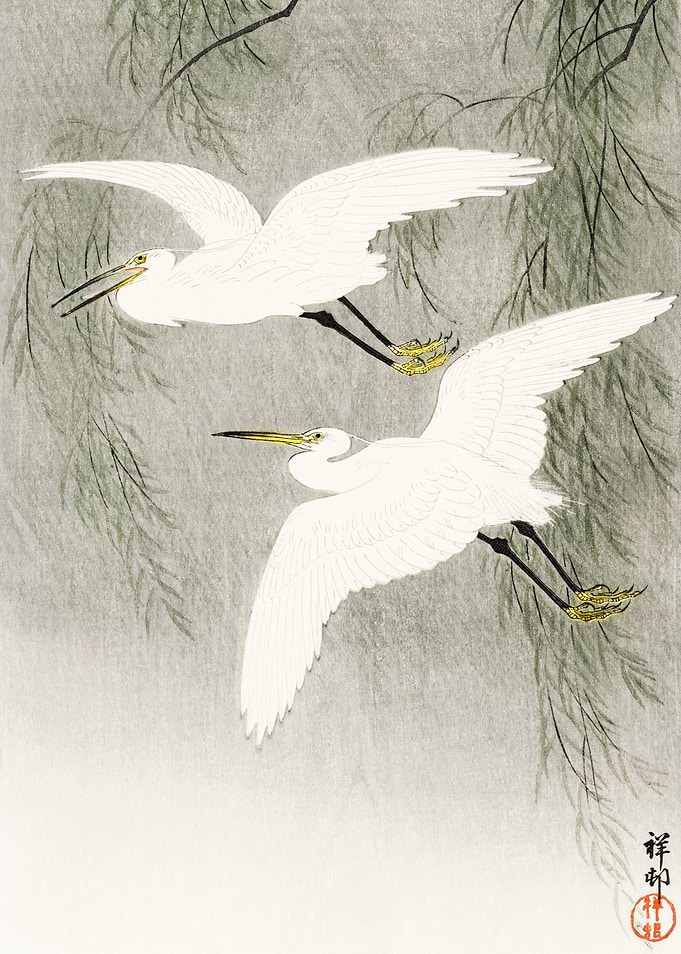Little Egrets in flight