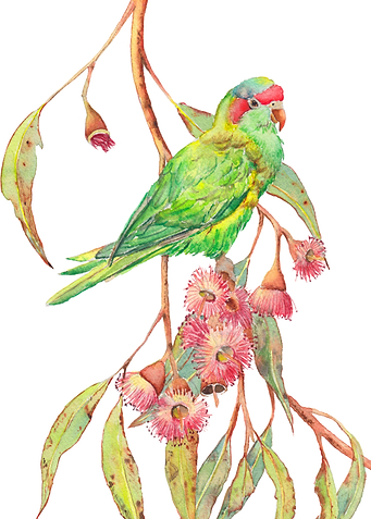 Musk Lorikeet Parrot
