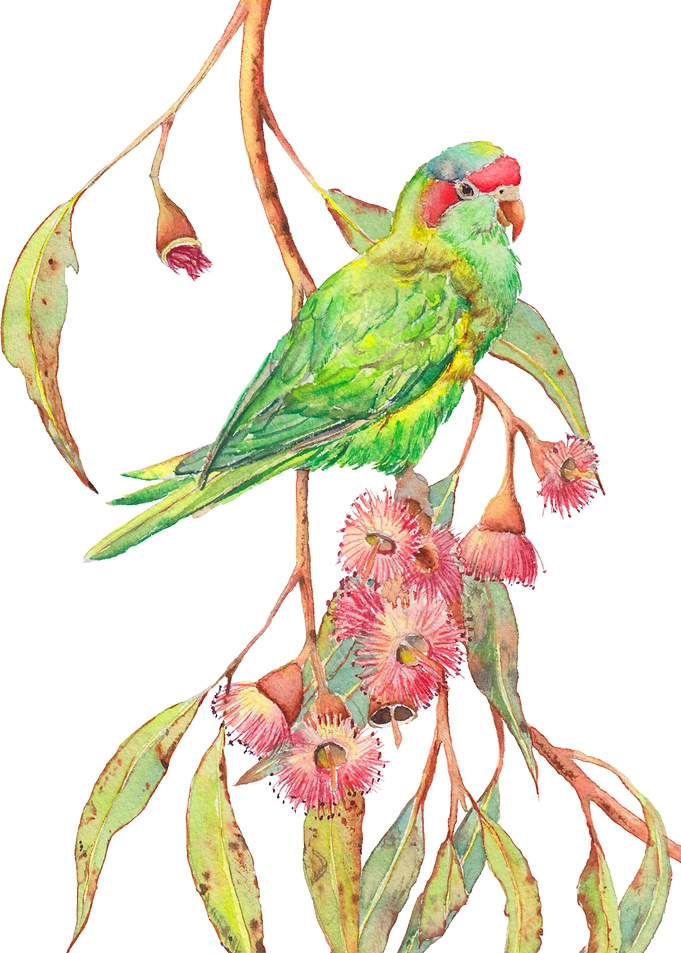 Musk Lorikeet Parrot