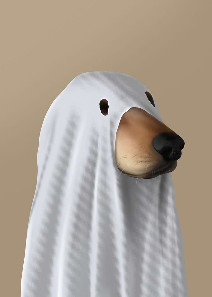 mysterious dog
