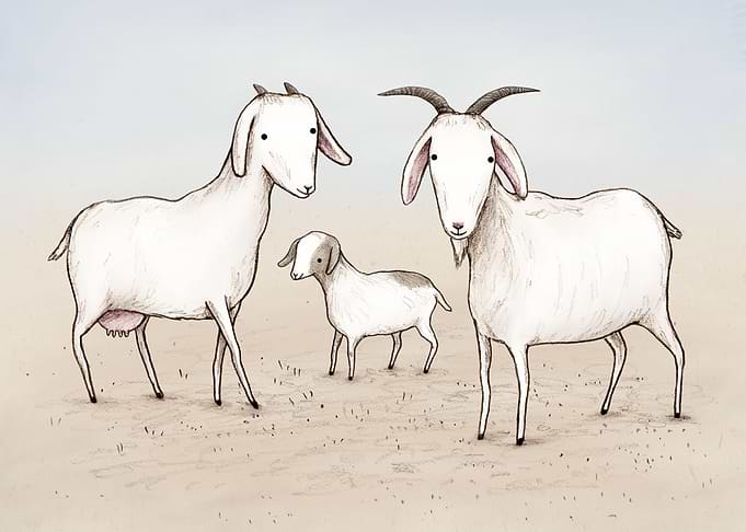 Goat Family