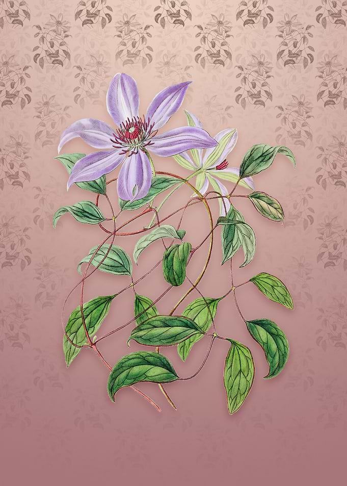 Violet Clematis Flower