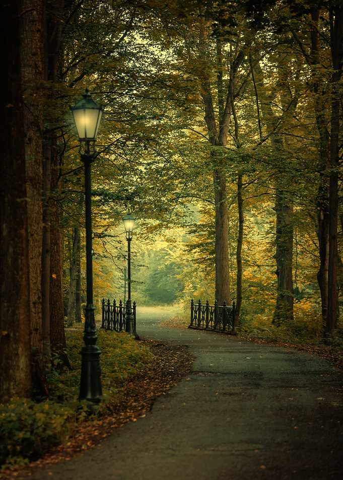 Morning alley in the park
