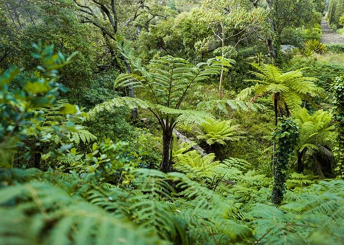 Fern