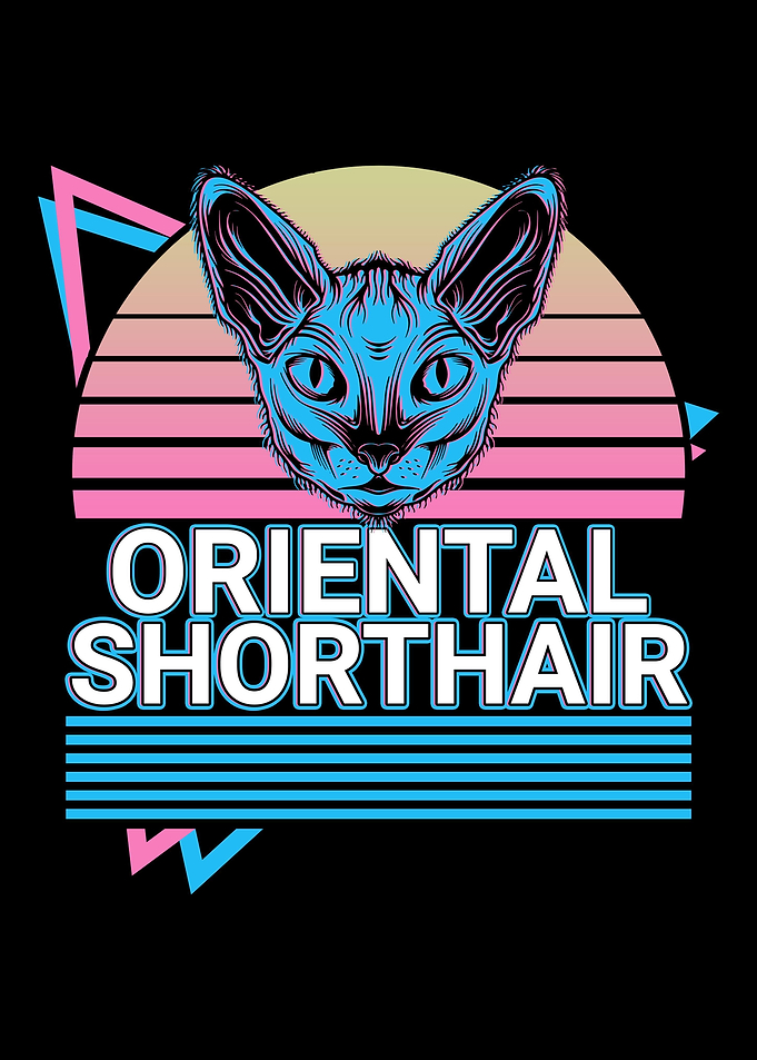 Oriental Shorthair Cat
