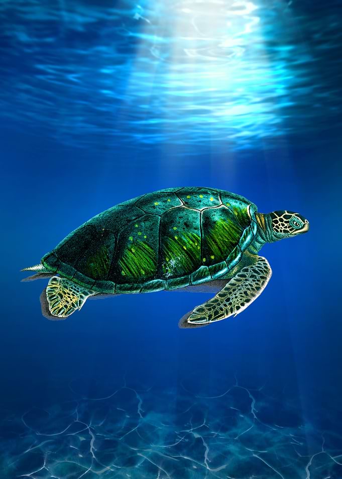 Sea Turtle in underwater