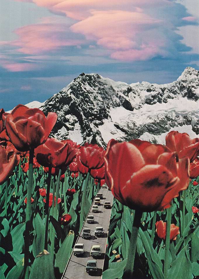 Tulip Road