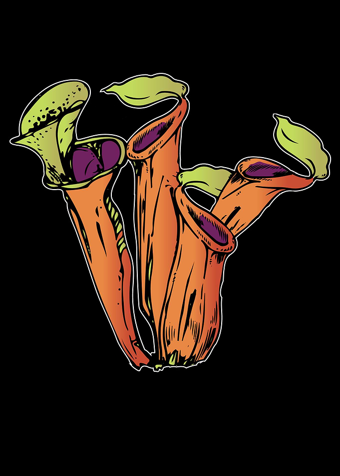 Sarracenia Purpurea Plant