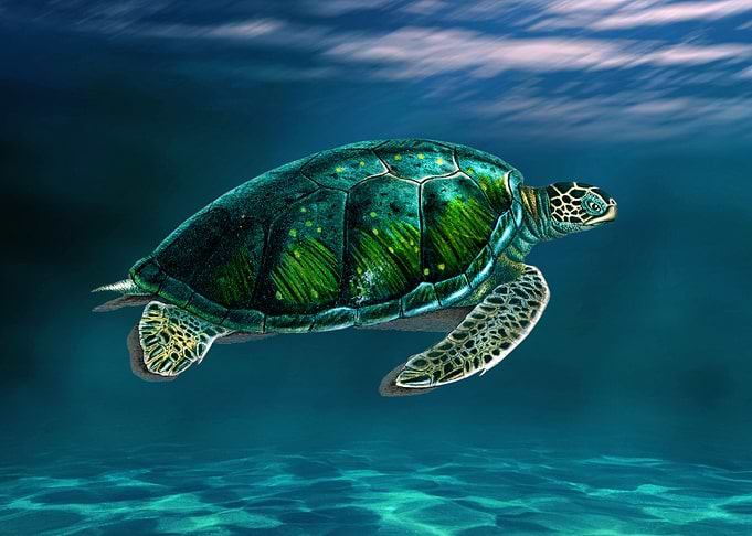 Sea Turtle underwater