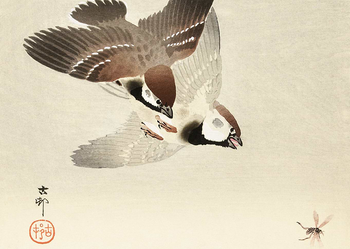 Ring sparrows and insect