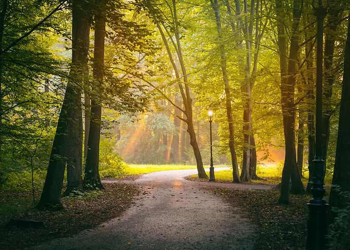 Park alley, forest, travel