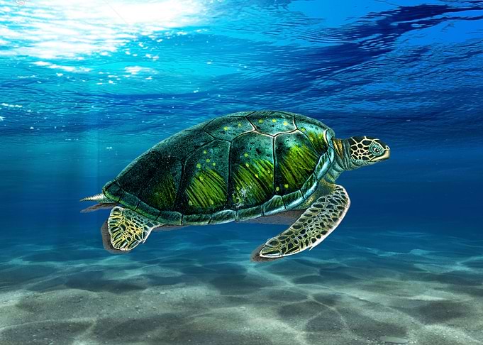 Sea Turtle underwater