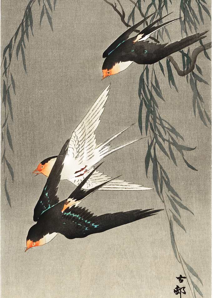 Three red tailed swallows