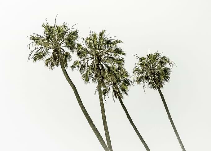 Palm Trees Summertime