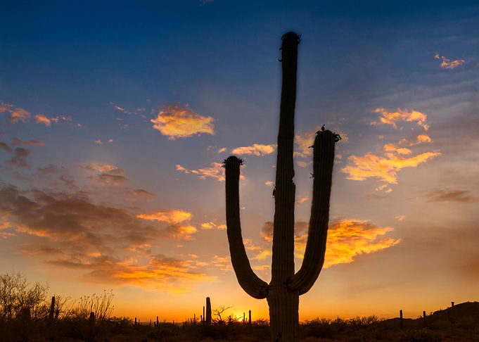 Saguaro Bright Sunset